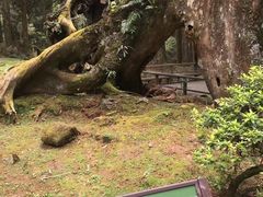 -阿里山神木遗迹