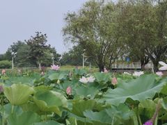 -鉴湖国家城市湿地公园