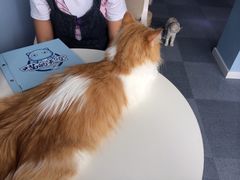 iphone_upload_pic-喵的天空名猫咖啡馆·撸猫·猫舍·用品