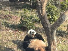 -武汉动物园