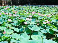 -东方夏威夷