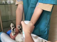 -安安宠医·安宠宠物医院