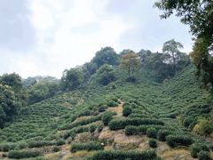 -十八棵（老龙井）御茶园(老龙井店)
