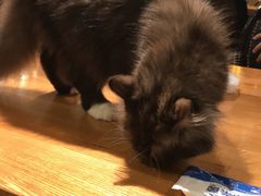 -猫小院猫主题餐厅(三里屯店)