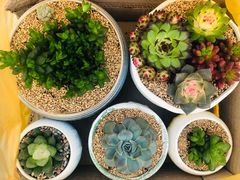 -秦美花卉(天朗·莱茵小城2期店)
