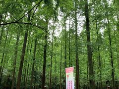 -东平国家森林公园