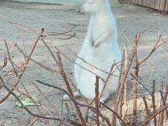 -合肥野生动物园