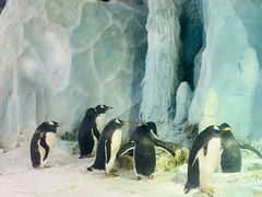 -帝企鹅自助餐厅•儿童岛•真企鹅(长隆企鹅酒店)