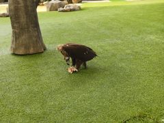 -新加坡飞禽公园