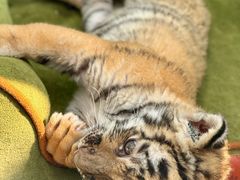 -大连森林动物园