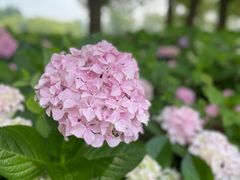 -上海滨江森林公园