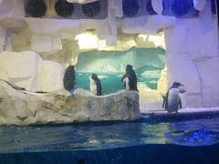 -华夏文旅海洋公园