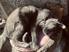 -喵屿·大理花园猫咖