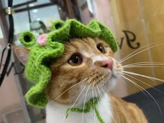 -车接车送·寄养洗护·德文猫舍(大宁店)