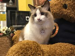 猫咪-咖法森林·咖啡  酒吧(天河店)