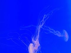 -上海海洋水族馆