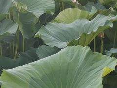 -长春市南湖公园