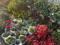 -龙大花卉苗木市场