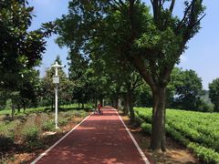 -帐篷客·溪龙茶谷度假酒店