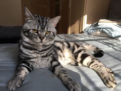 -纳吉亚猫专科动物诊疗中心(蒋宅口分院)