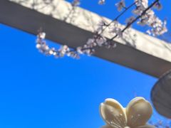 -桃花堤公园