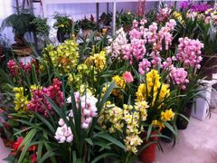 android_upload_pic-金陵花卉交易市场