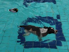 -趣玩宠物乐园寄养训犬训狗游泳池