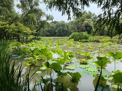 -洛阳市隋唐城遗址植物园