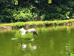 -广州长隆飞鸟乐园
