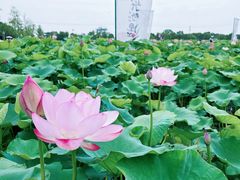 -嘉北郊野公园