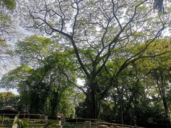 -新加坡飞禽公园