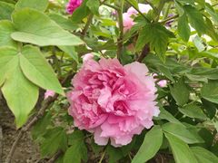 -莲花池公园