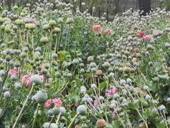 -国家植物园南园