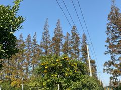 -上海长兴岛郊野公园