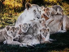 -罗红摄影艺术馆