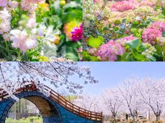 -上海鲜花港