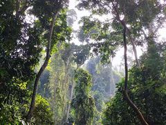 -西双版纳原始森林公园