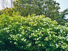 -上海滨江森林公园