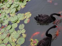 -微山湖红荷湿地景区
