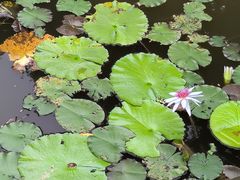 -东莞植物园