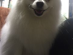 -瑞派宠物医院·24小时骨科·心脏·核磁(哈尔滨南岗店)