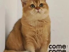 -comecome来吧宠物(奥克斯中心店)