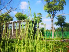 -春花秋色城市公园