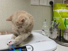 -爱佳宠物中心医院·骨外科·猫专科·急重症(瑶海万达店)