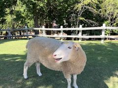 -神户市立六甲山牧场