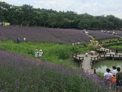 -大塘金香草谷