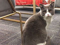 -槿言教育·雅思托福·国际教育·小语种培训留学中心(观音桥店)