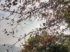 -羚羊峡古栈道森林公园