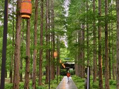 -黄海国家森林公园