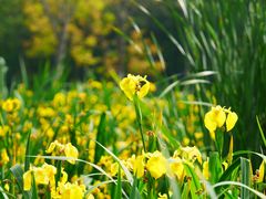 -白鹭湾湿地公园